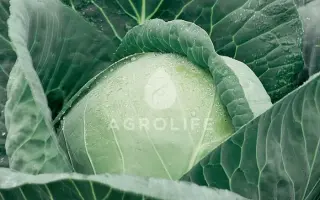 Adema F1 / Адема F1