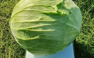 ACCORD / АККОРД