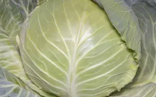 Axona / Аксона