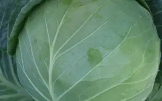 Albatros / Альбатрос