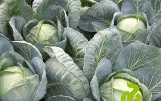 Ancoma F1 / Анкома F1