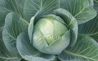 Arryvyst F1 / Арривист F1