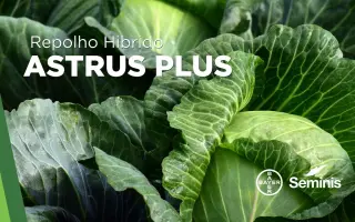 Astrus Plus / Аструс Плюс