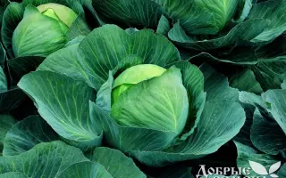 Atria F1 / Атрия F1