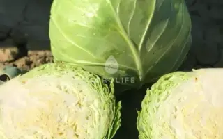 Bagradion / Баградіон