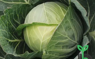 Bajonet F1 / Байонет F1