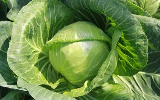 Beatrix / Беатрікс