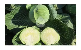 Bloktor F1 / Блоктор F1