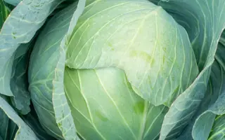 Bluesma / Блюзма