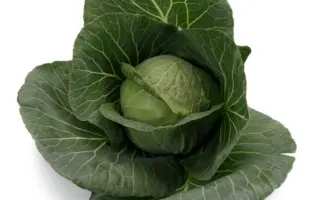 Boleroma / Болерома