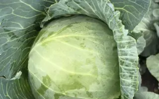 Botran / Ботран