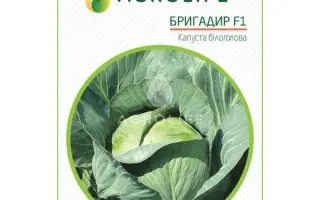 Brigadier F1 / Бригадир F1