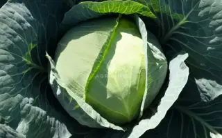 Bronco F1 / Бронко F1