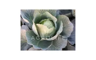 Busoni / Бузоні