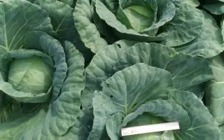 Bucharest / Бухарест