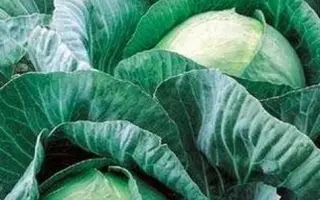 Вестрs F1 / Вестри F1