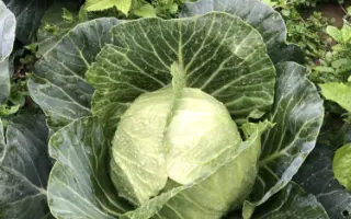 Virdzhyniia / Вірджинія