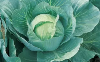 VISCOUNT / Вісконт