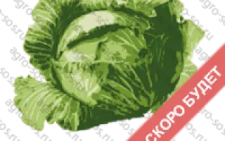 GALAKTION / ГАЛАКТІОН