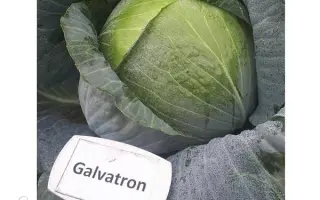 Galvatron / Галватрон