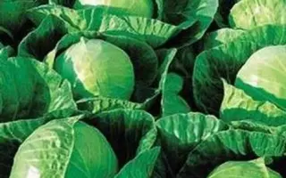 Гермес F1 / Гермес F1