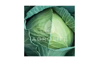 GLORIA STAR / ГЛОРІЯ СТАР