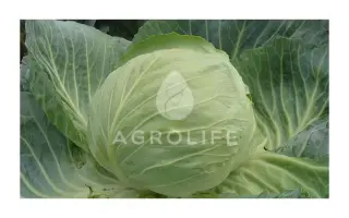 Gloria F1 / Глорія F1