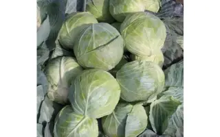 Globe Master F1 / Глоуб Мастер F1