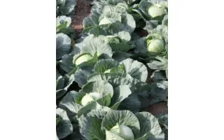 Golden Cross F1 / Голден Кросс F1