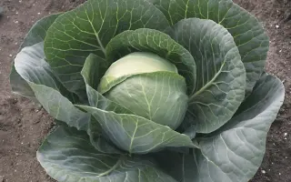 GREPALA / ГРЕПАЛА