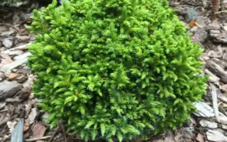 Green Pearl / Грін Перл