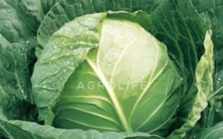 Green Flash / Грін Флеш