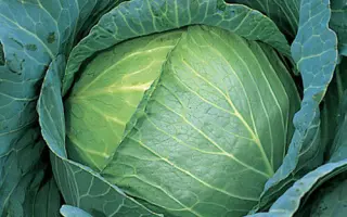 Decurion / Декуріон