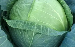 Jetodor F1 / Джетодор F1