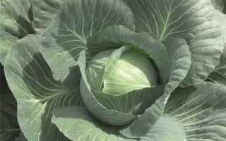 Jubilee F1 / Джубілі F1