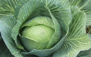 Дитмаршер фрюер