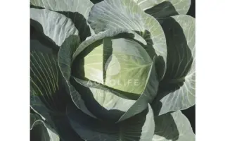 Expect / Експект