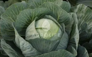 ELASTOR / ЕЛАСТОР