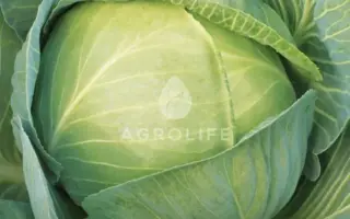 EPIKUR / ЕПІКУР