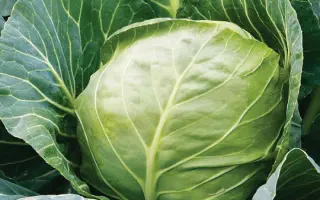 Jetma F1 / Єтма F1