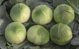 Zacapa / Закапа