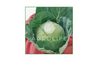 Zennith F1 / Зеніт F1