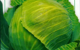 Zolotyj Acre / Золотий Акр