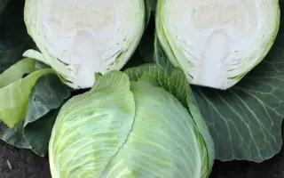 Zoltan / Золтан