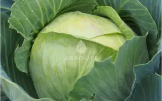 Kabinet / Кабінет