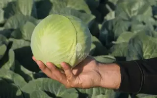 Kaluga / Калуга