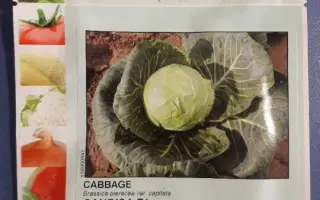 Candisa / Кандіша