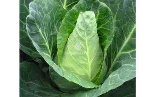 Caraflex F1 / Карафлекс F1