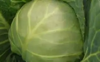 Carrera / Каррера