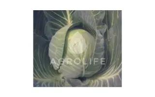 Castello F1 / Кастелло F1